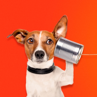 hero-advertising-dog